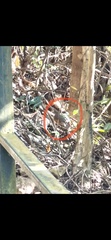 Turdus hortulorum