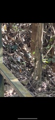 Turdus hortulorum