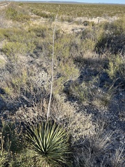 Yucca reverchonii