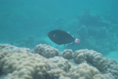 Melichthys vidua