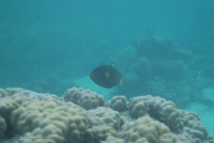 Melichthys vidua