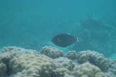 Melichthys vidua