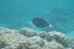 Melichthys vidua