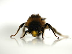 Anthophora furcata