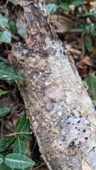 Henningsomyces candidus