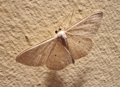 Scopula optivata