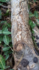 Henningsomyces candidus