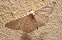Scopula optivata