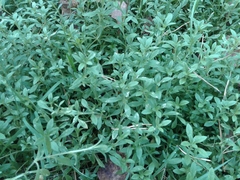 Cerastium pauciflorum