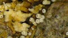 Henningsomyces candidus