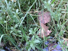 Cerastium pauciflorum