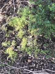 Asparagus declinatus