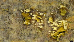 Henningsomyces candidus