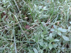 Cerastium pauciflorum