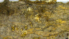 Henningsomyces candidus