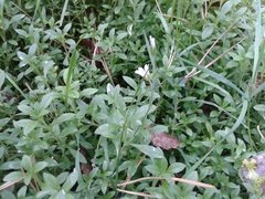 Cerastium pauciflorum