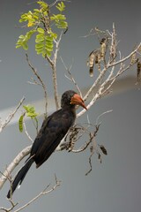 Lophoceros alboterminatus