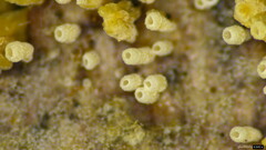 Henningsomyces candidus