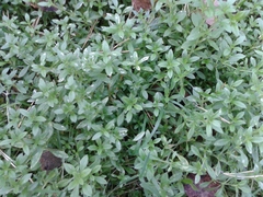 Cerastium pauciflorum