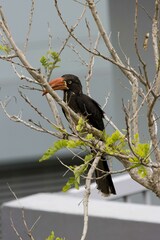 Lophoceros alboterminatus