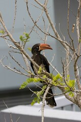 Lophoceros alboterminatus