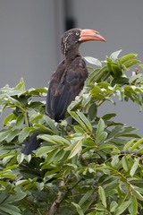 Lophoceros alboterminatus
