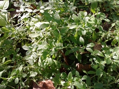 Cerastium pauciflorum
