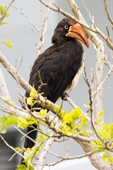 Lophoceros alboterminatus