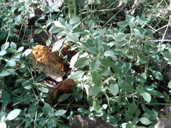 Cerastium pauciflorum