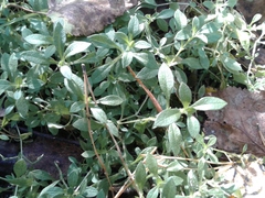 Cerastium pauciflorum