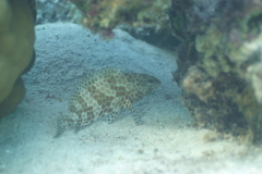 Epinephelus