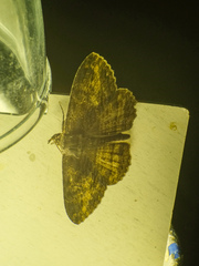 Anisoneura salebrosa