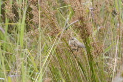 Acrocephalus australis