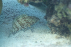 Epinephelus
