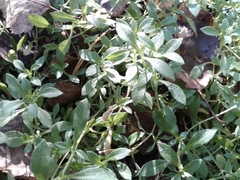 Cerastium pauciflorum