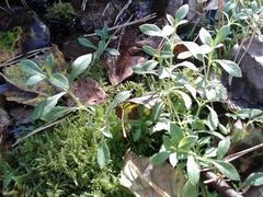 Cerastium pauciflorum