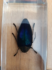 Sternocera