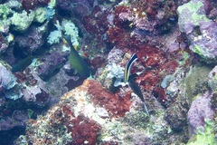 Pempheris vanicolensis