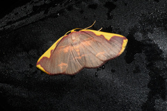 Nothomiza flavicosta