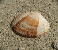 Ruditapes decussatus