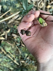 Quercus myrsinifolia