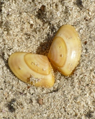 Donax vittatus