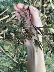 Quercus myrsinifolia
