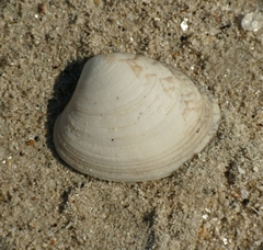 Ruditapes philippinarum