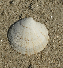 Dosinia exoleta