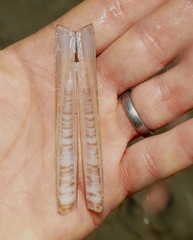 Ensis
