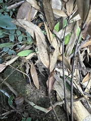 Quercus myrsinifolia