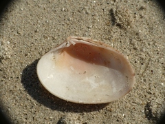 Ruditapes decussatus