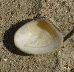 Ruditapes philippinarum