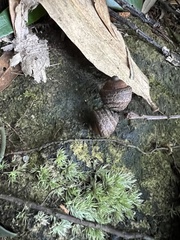 Quercus myrsinifolia